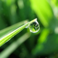 Dicas de Jardinagem