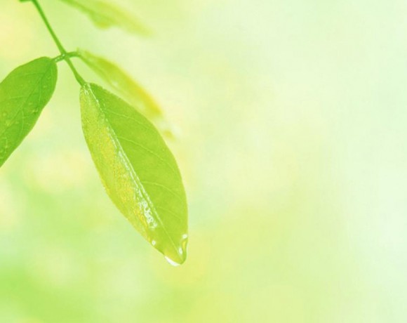 Dicas de Como Cuidar das Suas Plantas