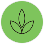 Ficus Pisagismo