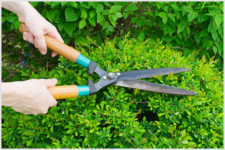 Conheça mais sobre a nossa Manutenção de Jardins